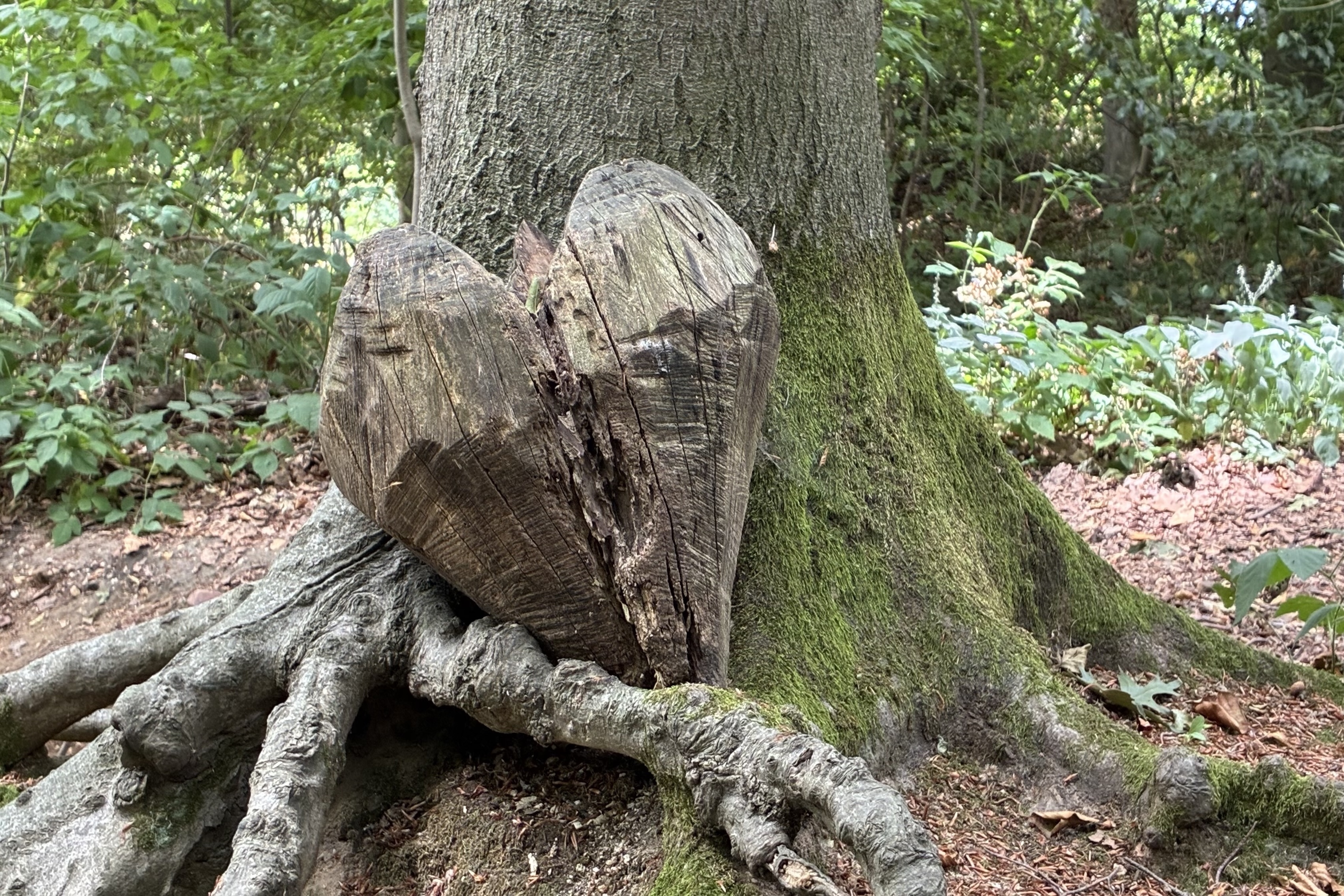 Herz im Wald