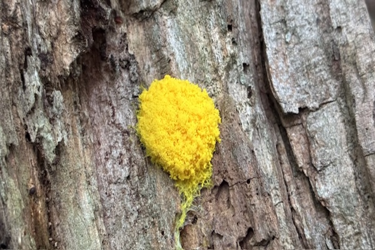 Myxomyceten