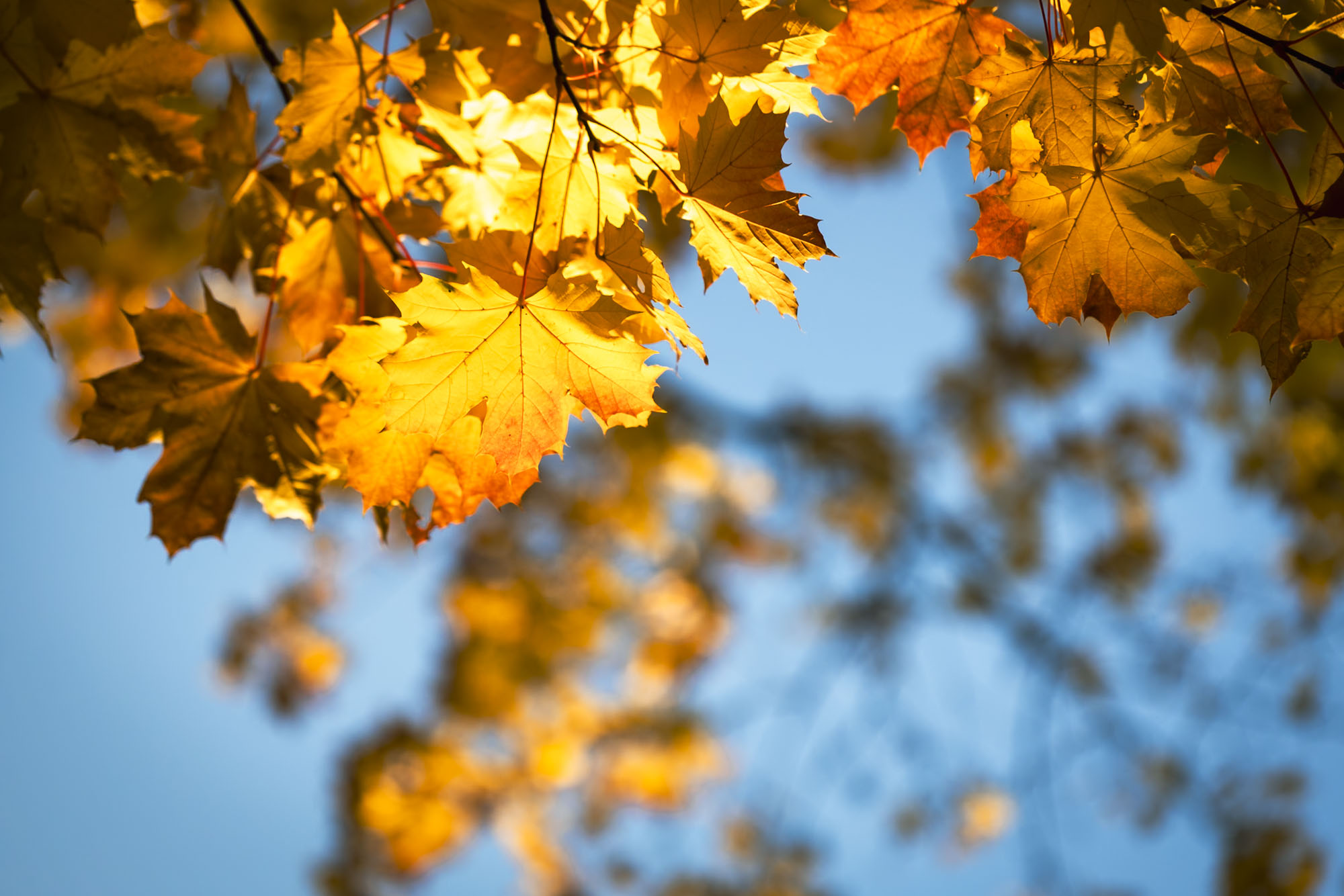 Herbstlaub