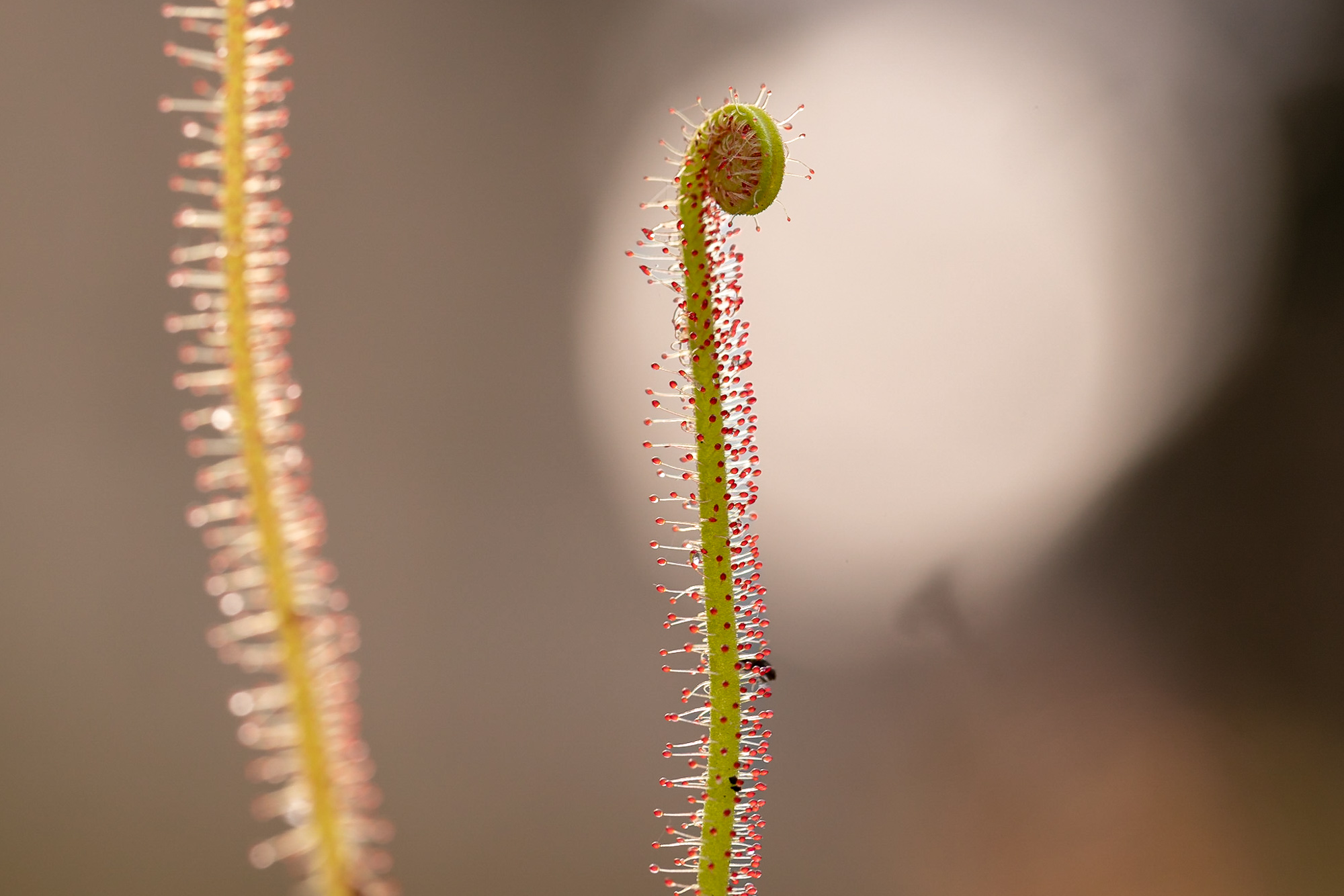 Drosera - Sonnentau